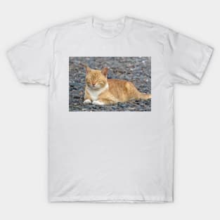 a cat on the ground T-Shirt